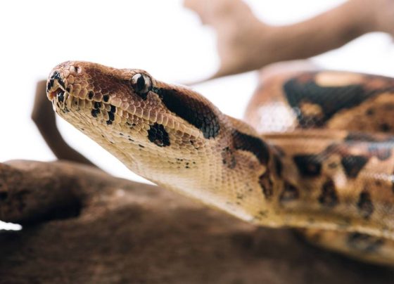 Sangue de cobra pode ser a solução para problemas de emagrecimento