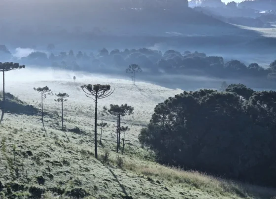 Imagem gelada do Vale do Caminhos da Neve – O lugar que mais registra geadas no Brasil