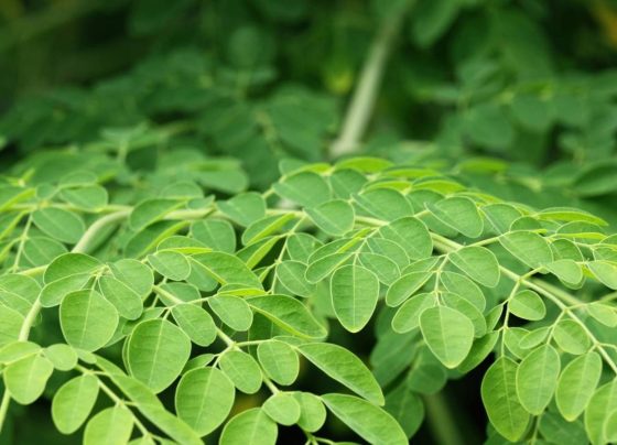 Moringa, a "Árvore Milagrosa" que remove até 98,5% dos microplásticos da água