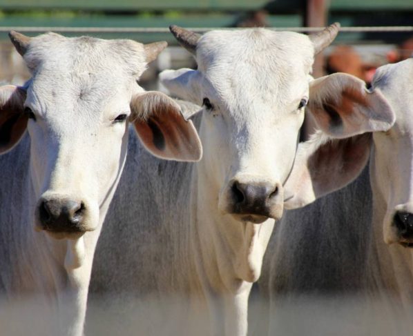 UE trava importações de carne e animais para consumo humano de produzidos no Brasil