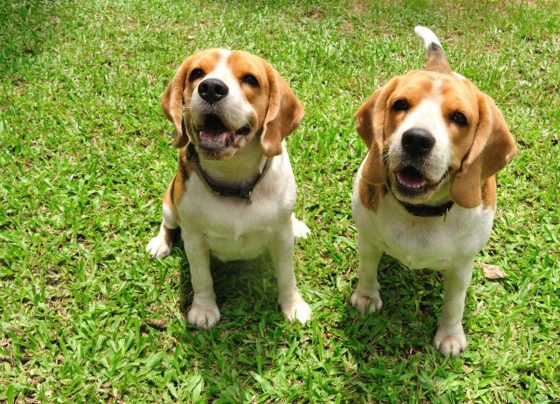 Família paga $ 60 mil por ano para passear com seus dois cães no Reino Unido
