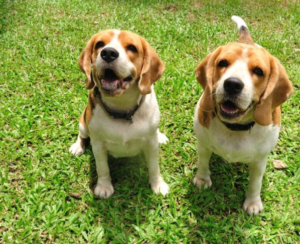 Família paga $ 60 mil por ano para passear com seus dois cães no Reino Unido