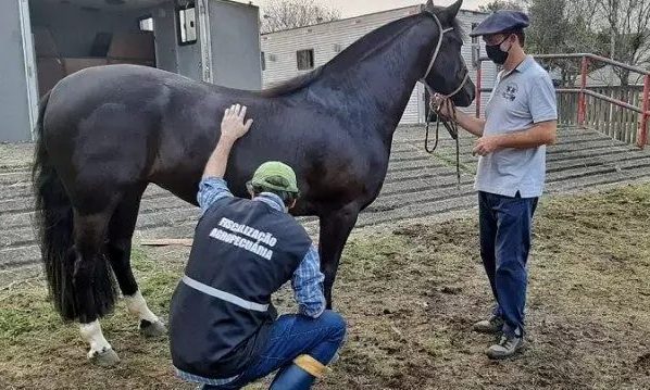 49ª Expointer começa a receber 7.926 animais e transforma Esteio em capital da agropecuária