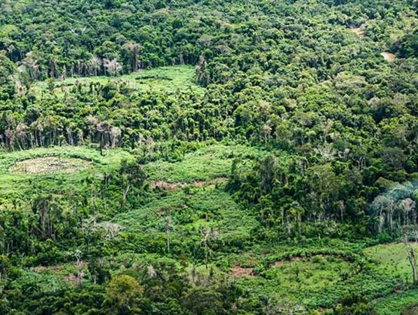 Amazônia: indígenas catalogam espécies para proteger biodiversidade