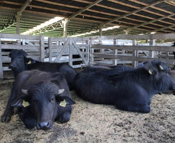Avanço genético acelera produção de leite em búfalos