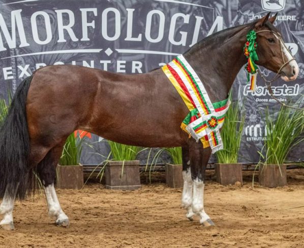 Bicampeã: Belle Reserva é Melhor Exemplar da Raça na Morfologia da Expointer 2026