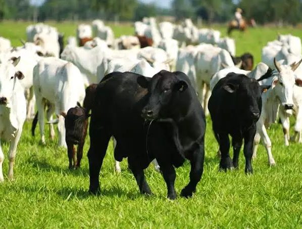 Brangus será a raça bovina com maior número de exemplares no pavilhão de argola na Expointer 2026
