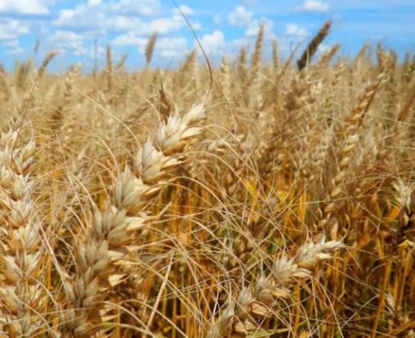 Chuvas persistentes afetam a safra do trigo no Rio Grande do Sul