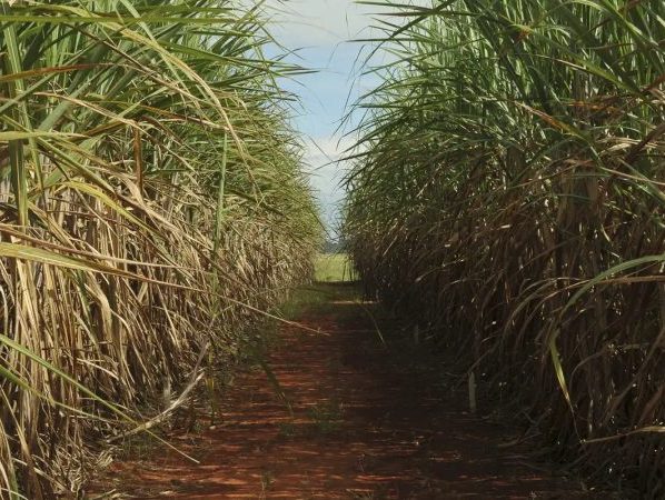 Conselho eleva limite de remuneração do Eco Invest Brasil