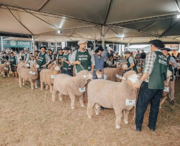 Corriedale leva 30 ovinos à Expointer