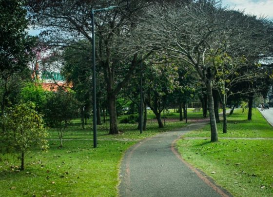 Curitiba corta 21 árvores para cada 1 que transplanta