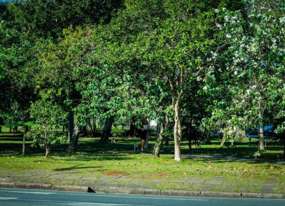 Curitiba corta mais árvore nativa do que exótica