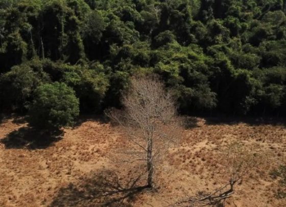 Depois da COP17, Brasil é cobrado a efetivar metas de restauração