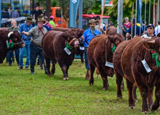 Expointer 2026: recorde histórico de animais de argola
