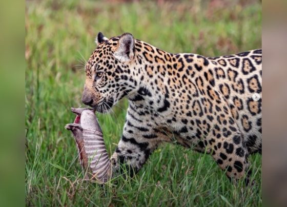 Filhote de onça-pintada é flagrado caçando tatu no Pantanal
