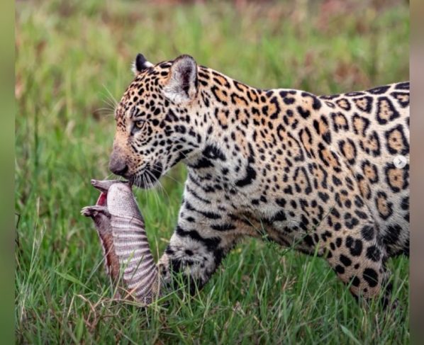 Filhote de onça-pintada é flagrado caçando tatu no Pantanal