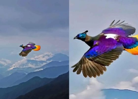 Fotógrafo flagra o voo de um monal-do-Himalaia, conhecido como o “pássaro das nove cores”, e encanta a web