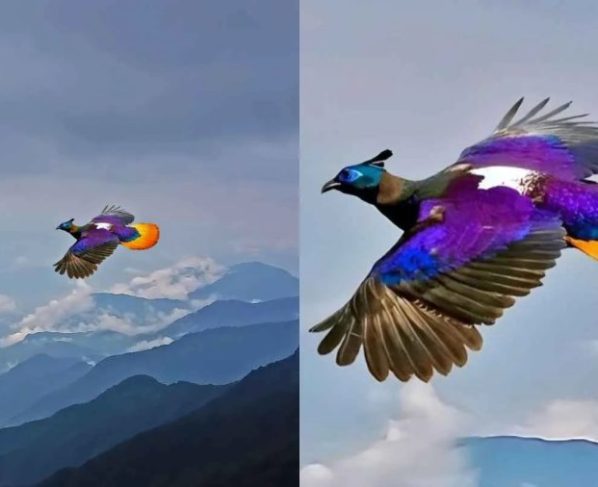 Fotógrafo flagra o voo de um monal-do-Himalaia, conhecido como o “pássaro das nove cores”, e encanta a web