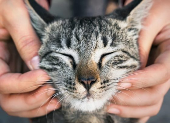 Gatos resgatados em residência de Concórdia são postos para adoção