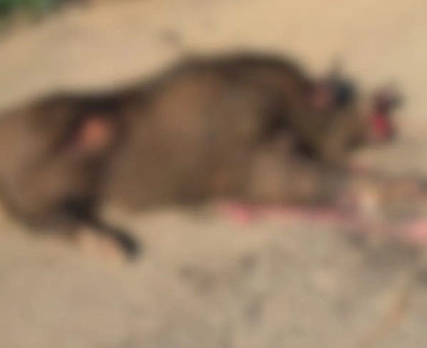 Javali de grande porte é atropelado na BR-116 em Lages