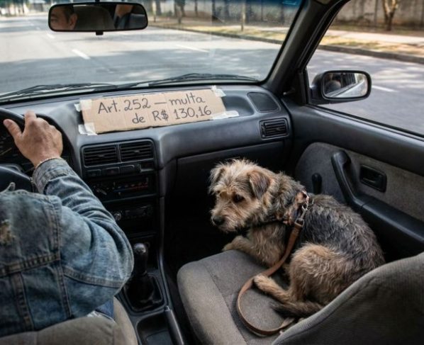 Motorista coloca cachorro pequeno no colo para levá-lo ao veterinário, recebe multa e diz que o animal estava preso pela guia e não atrapalhava a direção