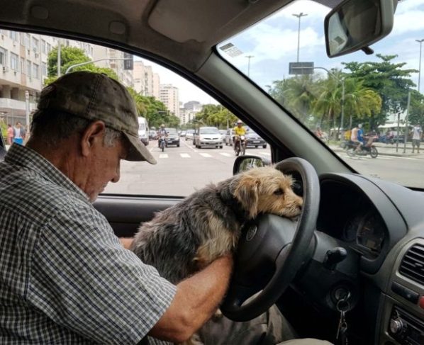 Motorista pode ser multado por levar o cachorro no colo e descobre que levar animais no carro pode render multa pesada