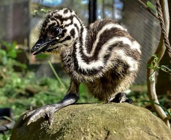 Parque Zoológico celebra nascimento de filhote de emu e reforça papel na conservação