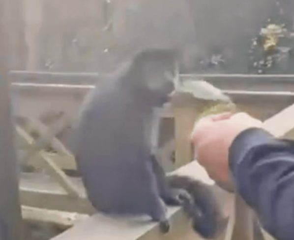 Polícia identifica homem que deu soco em macaco-prego em Maracajá