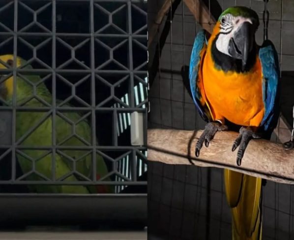 Polícia prende quatro pessoas e desmonta esquema de tráfico de animais em Joinville