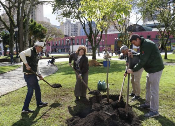 Prefeitura conclui manutenção na arborização da Praça Rui Barbosa
