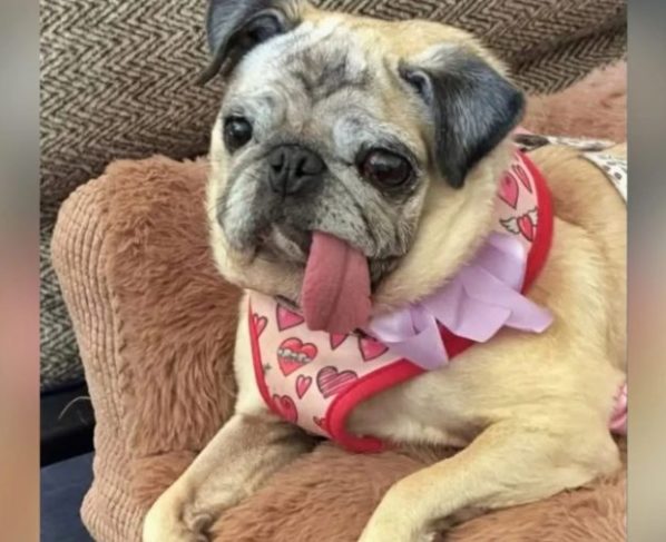 Pug é eleito ‘Cão Mais Feio do Mundo’ e leva prêmio de R$ 25 mil