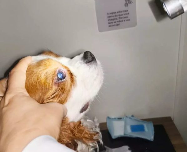 Saúde ocular do seu pet: os olhos que podem salvar vidas