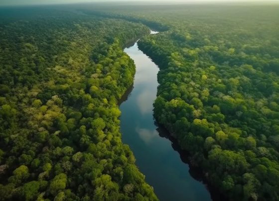Vegetação nativa cai para 65% no território brasileiro, aponta MapBiomas