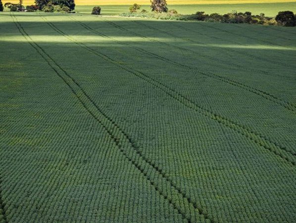 CMN amplia renegociação de dívidas rurais ligadas a eventos climáticos
