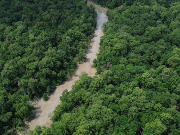 No Dia da Amazônia, campanha pede que eleitor vote por floresta em pé