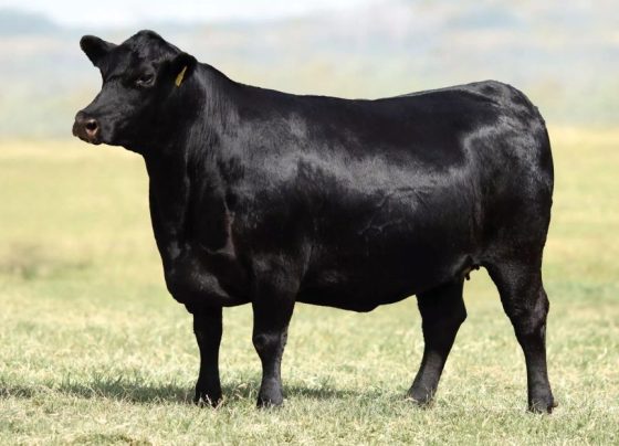 Prêmio Mérito Genético Angus consagra VPJ Pecuária como melhor criatório do Brasil