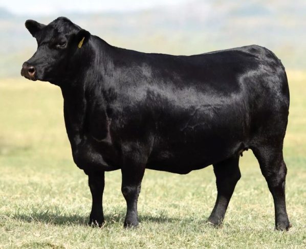 Prêmio Mérito Genético Angus consagra VPJ Pecuária como melhor criatório do Brasil