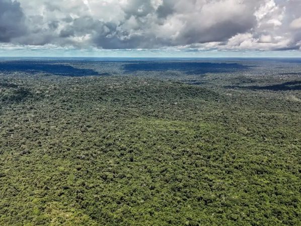 Reino Unido anuncia 400 mi de libras para Fundo Florestas Tropicais