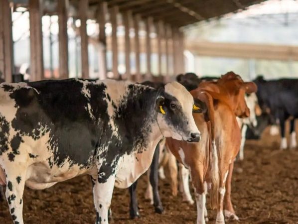 UE suspende carnes do Brasil; entenda impacto e próximos passos