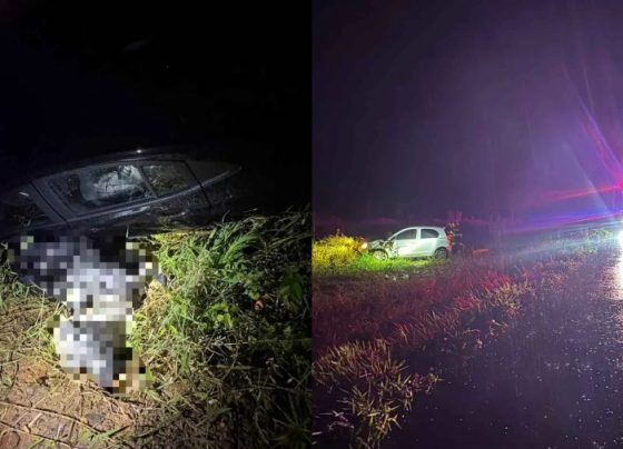 Bezerro solto na pista causa acidente com dois carros e um caminhão na BR-470 em SC