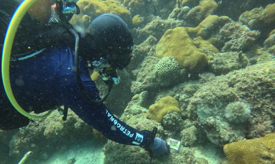 Brasil tem cinco regiões de recifes de corais costeiros sob ameaça