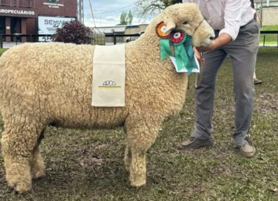 Carneiro Romney Marsh é campeão da raça na ExpoLages 2026