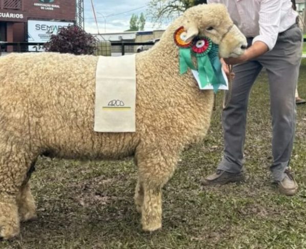 Carneiro Romney Marsh é campeão da raça na ExpoLages 2026