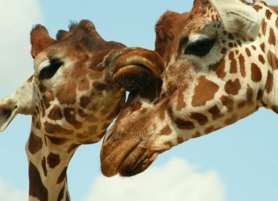 Curitiba abre licitação para trazer três girafas do Rio ao zoológico