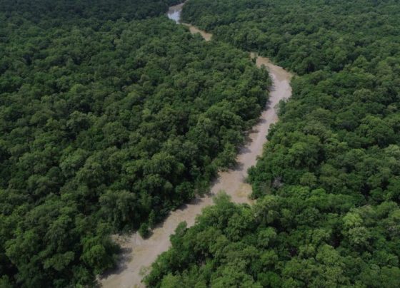 Desmatamento cai 41,8% na Amazônia e 23,8% no Cerrado em um ano