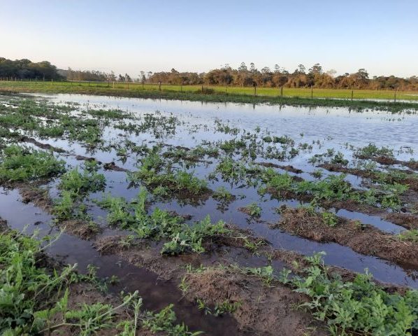 Epagri explica como reduzir os impactos do El Niño na agropecuária e na pesca