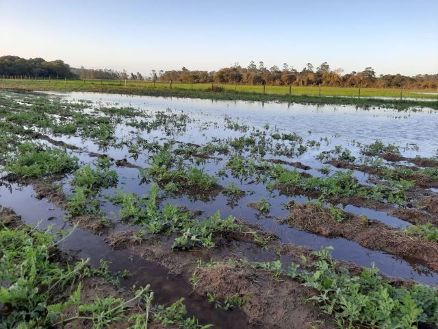 Epagri explica como reduzir os impactos do El Niño na agropecuária e na pesca