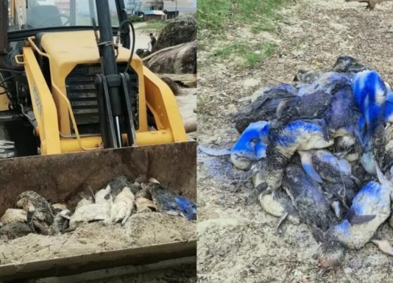 Mais de 160 pinguins são encontrados mortos em praias de SC em apenas um dia