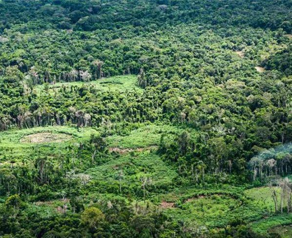 Plataforma pan-amazônica reúne 232 políticas públicas para bioeconomia