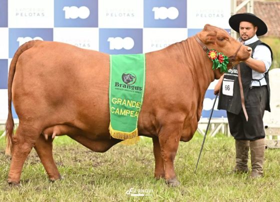 Recalada vence Grande Campeonato Brangus